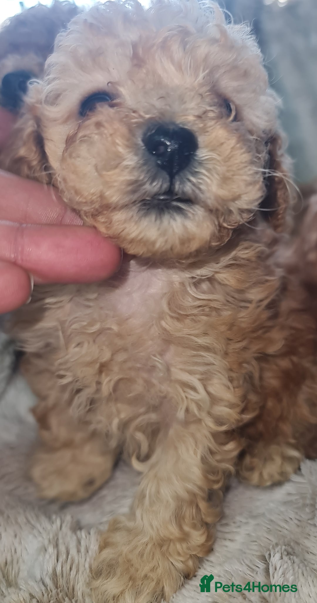 Toy Poodle dogs for sale: Tiny kc puppies,DNA&Genetic tested parents  - Image 16