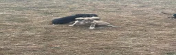 Saluki dogs for sale: Saluki puppy s  - Advert 15