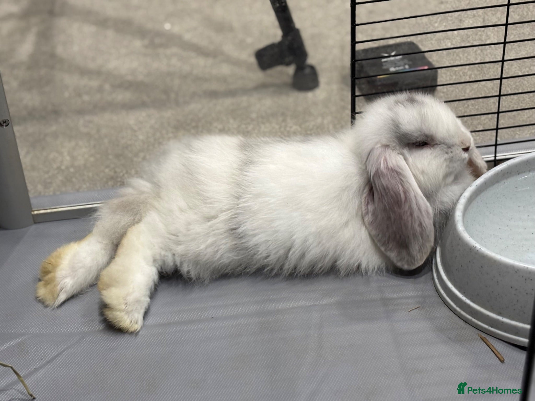 Mini Lop rabbits Please read advert - 1 baby mini lops - Advert 2