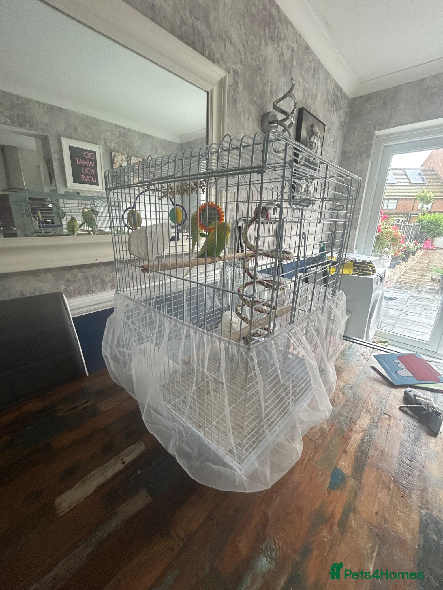 Budgerigars birds for sale: 2 female baby budgies  in Enfield - Advert 3