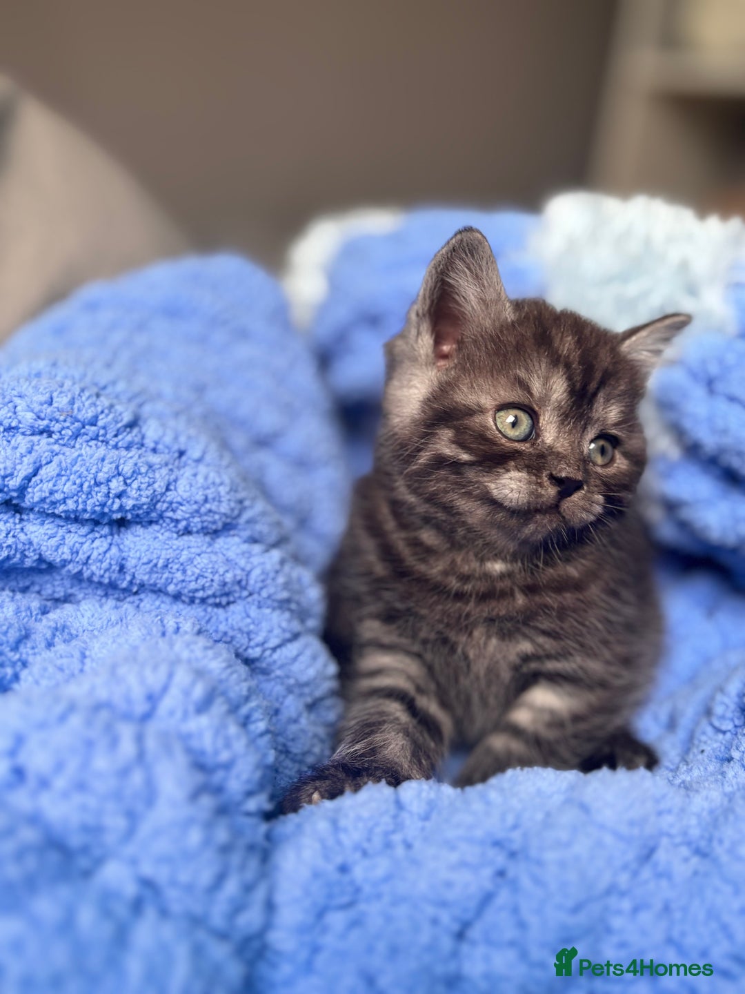 British Shorthair cats for sale: British shorthair kittens ready to leave now!! - Image 4