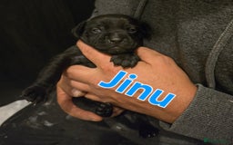 Mixed Breed dogs for sale: Pug x Lucher  - Image 17