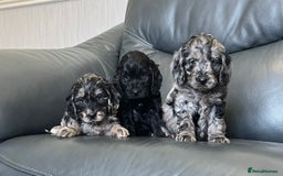Cockapoo dogs for sale: Beautiful F1 Cockapoo puppies  - Image 13