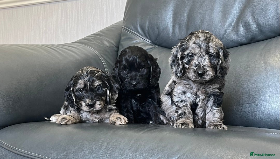 Cockapoo dogs for sale: Beautiful F1 Cockapoo puppies  - Image 13