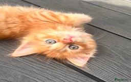 Ragdoll cats for sale: Calico Ragdolls - Image 2
