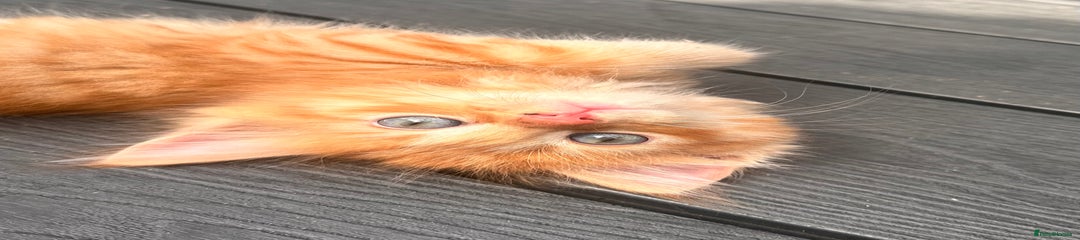 Ragdoll Kitten 4