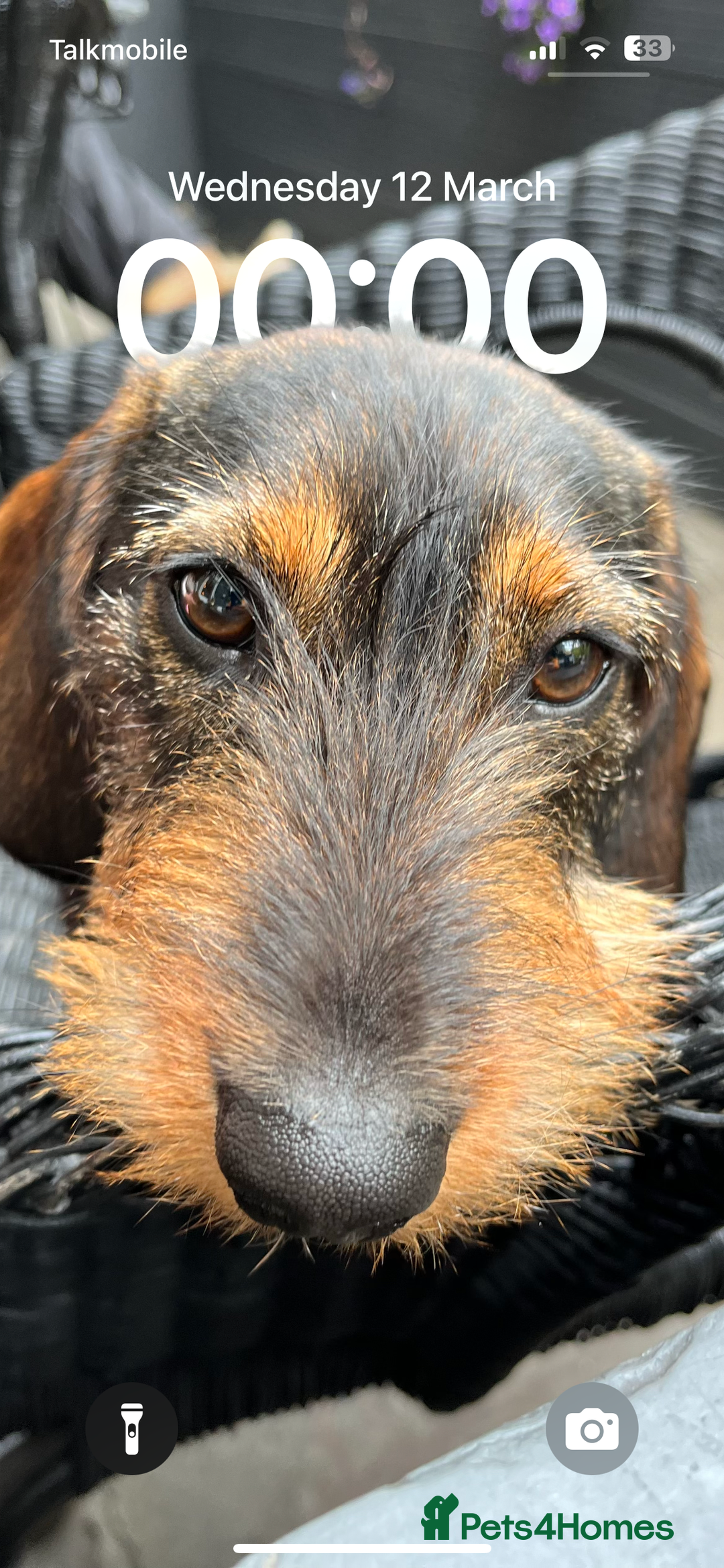 Miniature Dachshund dogs for sale: miniture dacshunds - Image 7