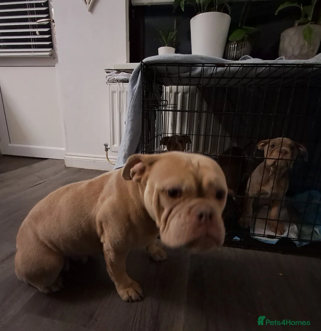 Mixed Breed dogs for sale: Ten week old Pocket Bullies in Rainham - Advert 10