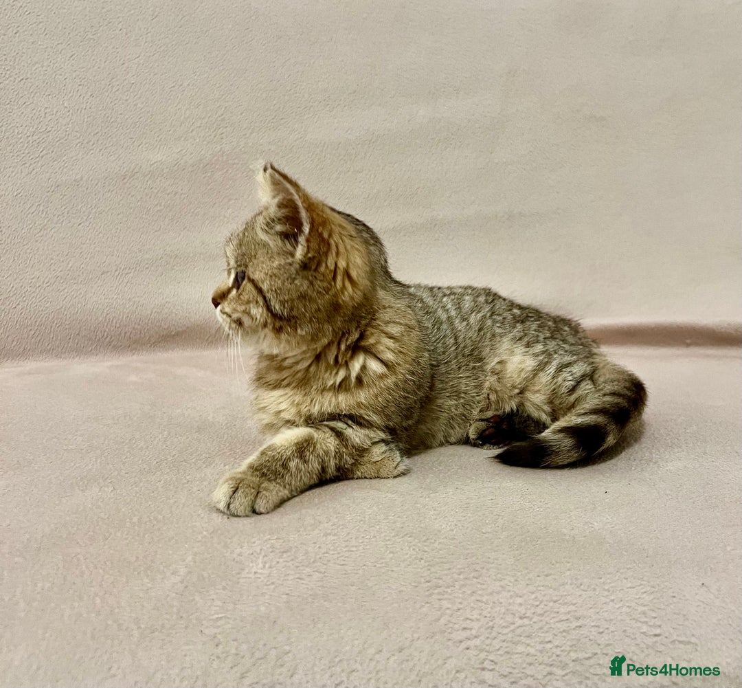 British Shorthair cats for sale: Charming pure BSH kitten - Image 10