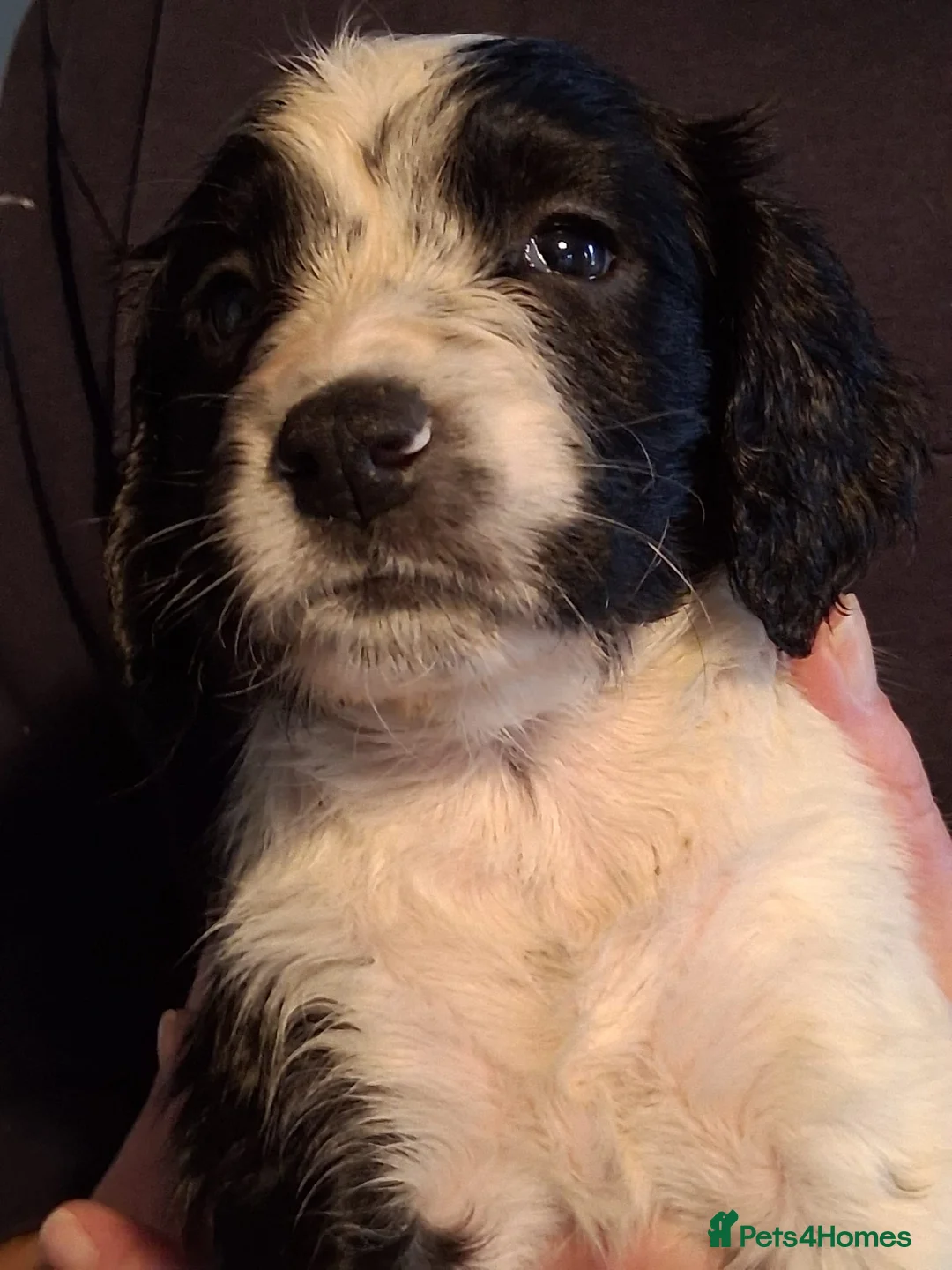English Springer Spaniel dogs for sale: 4 black & white spaniel bitch puppies - Advert 3