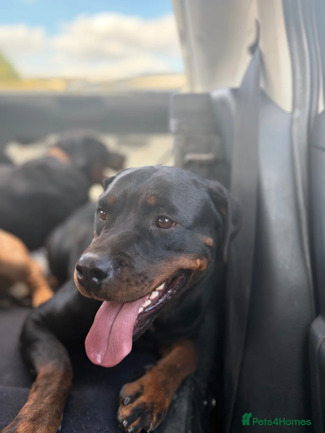 Mixed Breed dogs for sale: 6 Rottweiler catahoula bully puppies  - Advert 39