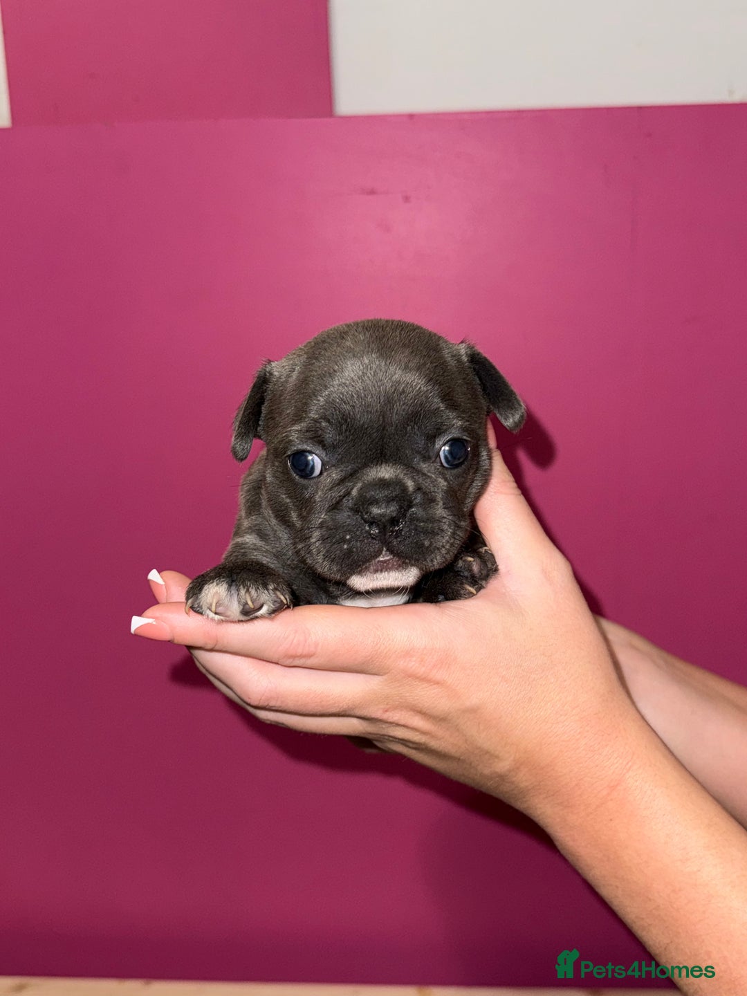 French Bulldog dogs for sale: 5 female French Bulldog –9 weeks old💙 🐾 - Advert 31