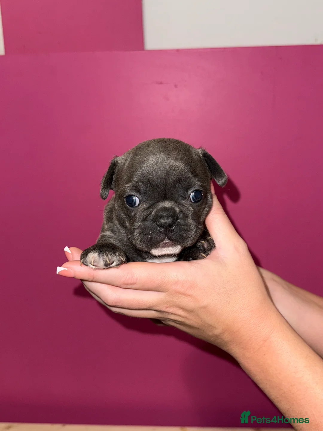 French Bulldog dogs for sale: 2 female French Bulldog –14 weeks old💙 🐾 - Advert 23