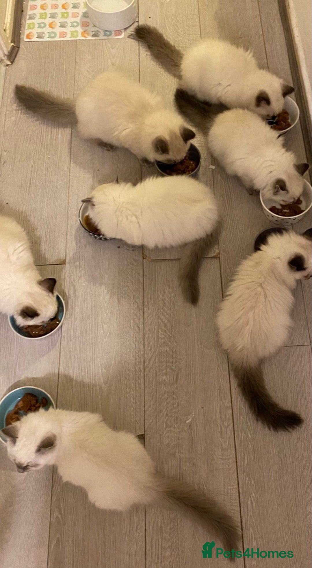 Ragdoll cats for sale: 7 ragdoll cats & kittens  - Image 19