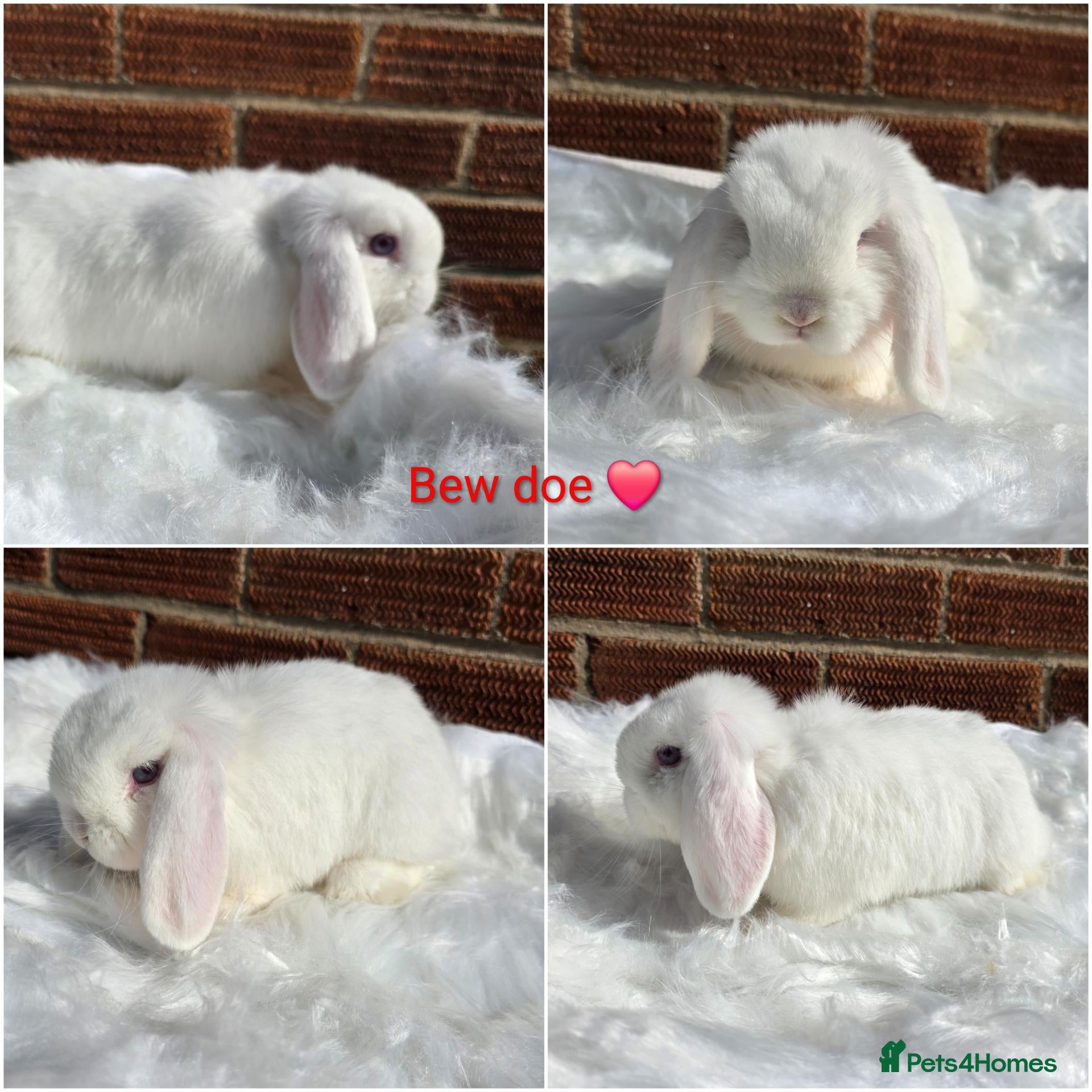 Mini Lop rabbits Gorgeous pure breed mini lops  - Advert 2