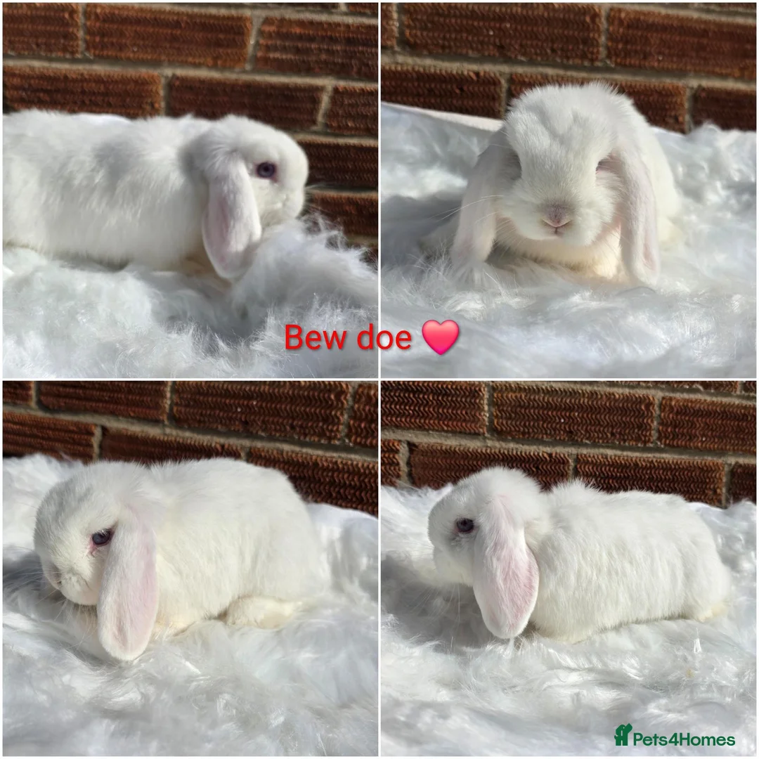 Mini Lop rabbits for sale: READY NOW Gorgeous pure breed mini lops  - Advert 1