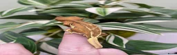 Gecko reptiles for sale: Crested Gecko Babies - Advert 10