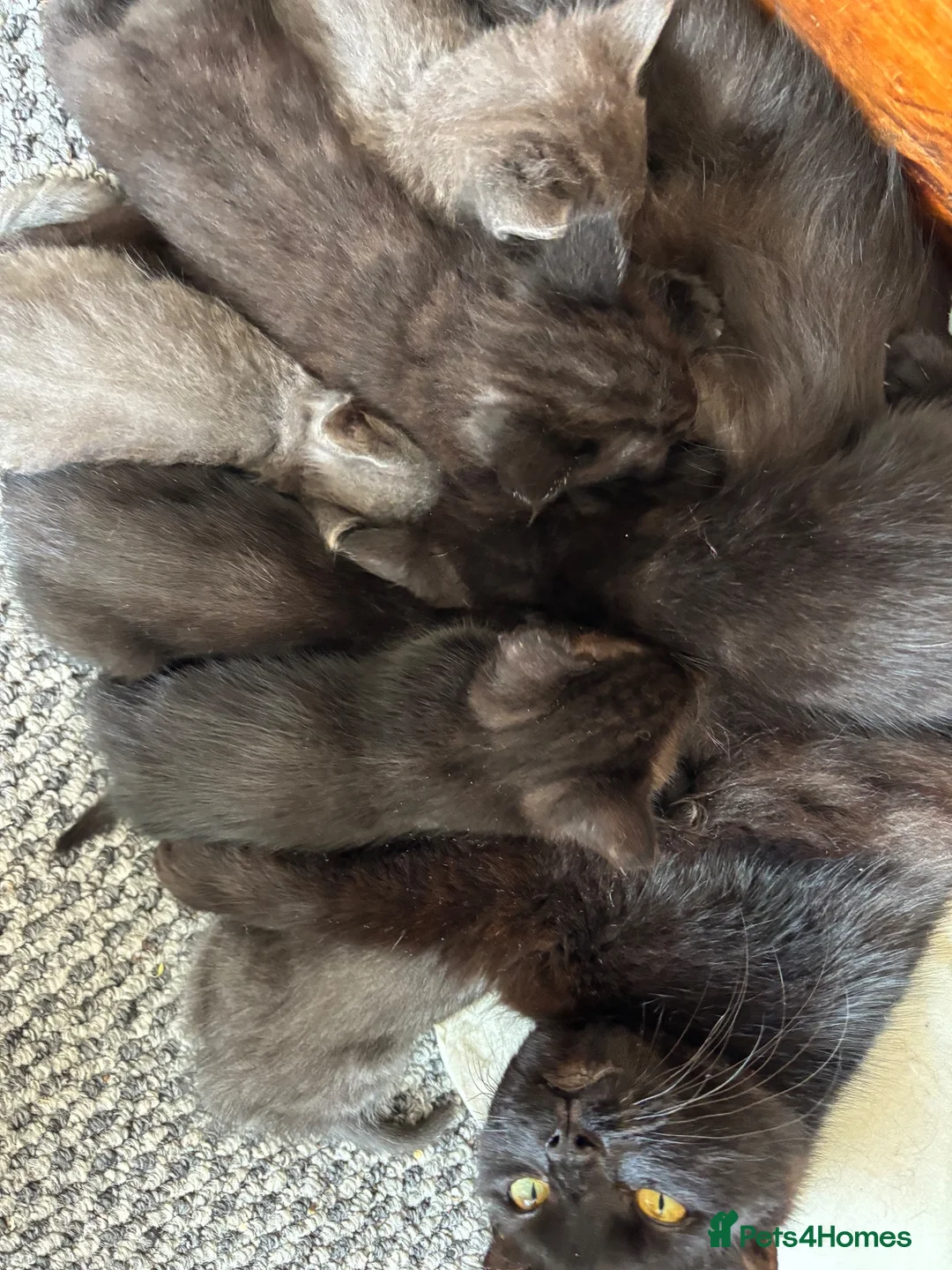 Mixed Breed cats for sale: Mixed litter, beautiful grey and black mixed breed in Romsey - Advert 11