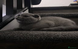 British Shorthair cats for sale: British short hair  in Heckmondwike - Image 8