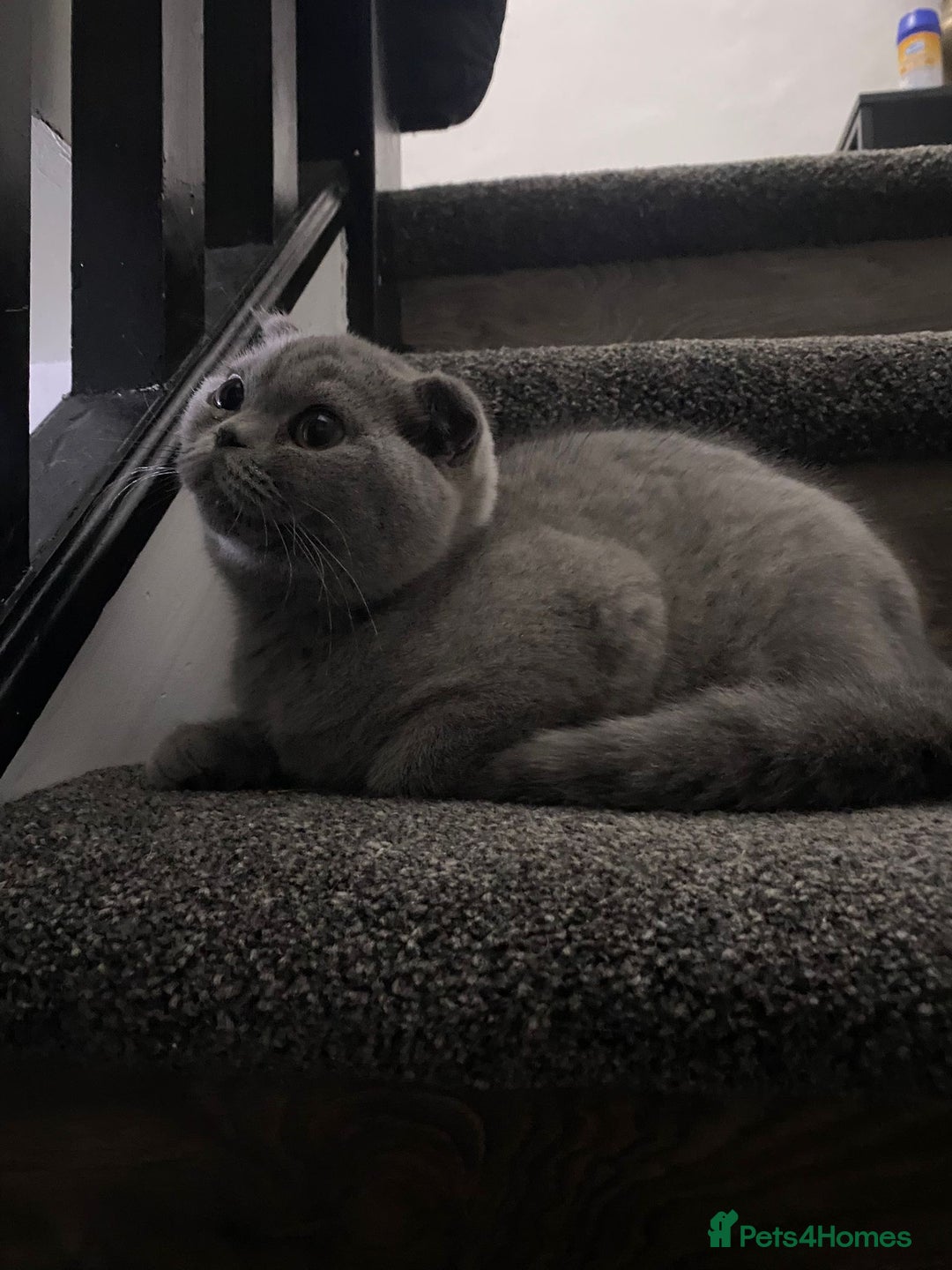 British Shorthair cats for sale: British short hair  in Heckmondwike - Image 8