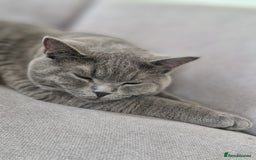 British Shorthair cats for sale: British Shorthair Mix Kittens  - Image 26