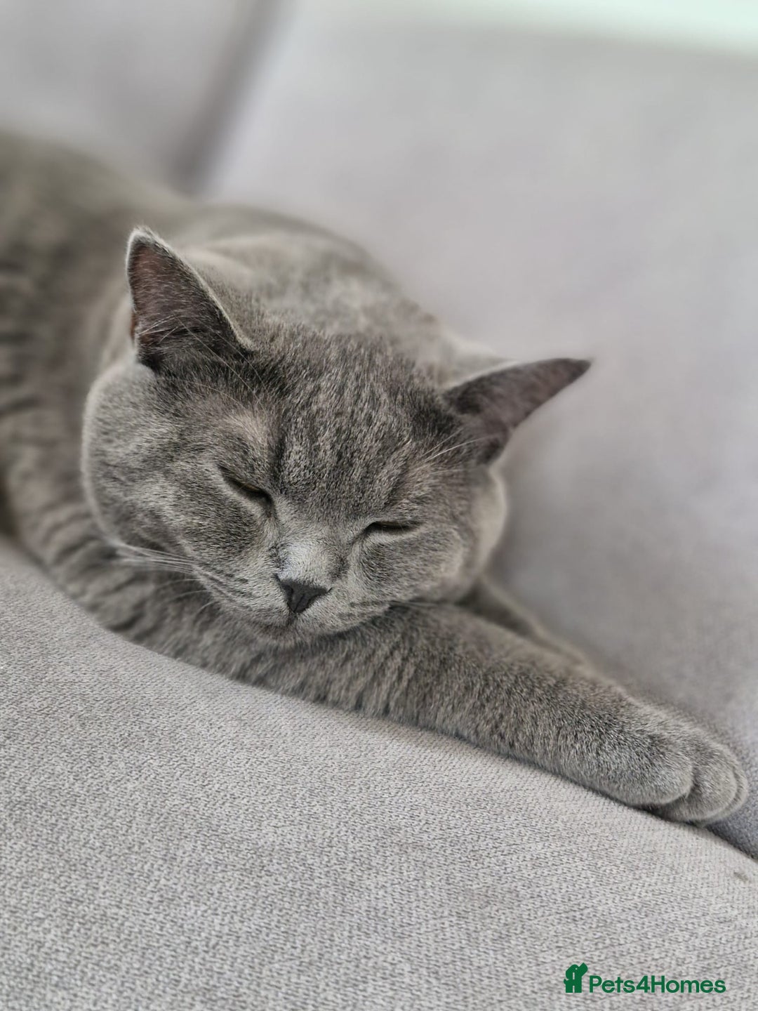 British Shorthair cats for sale: British Shorthair Mix Kittens  - Image 26