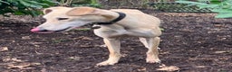 Lurcher dogs for adoption: LURCHERS, LURCHERS, LURCHERS! in Halifax - Advert 7