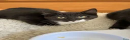 Mixed Breed cats for sale: Beautiful kittens for sale - Advert 6