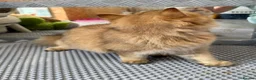 British Longhair cats for sale: ✨TICA REGISTERED GOLDEN LONGHAIR KITTENS✨ - Advert 13