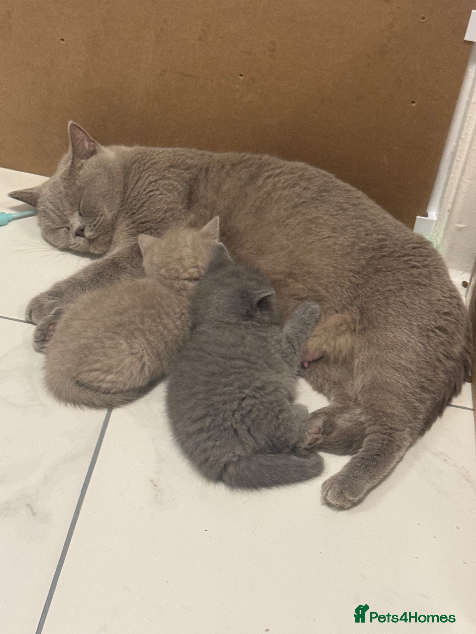 British Shorthair cats British short hair kittens  - Advert 2