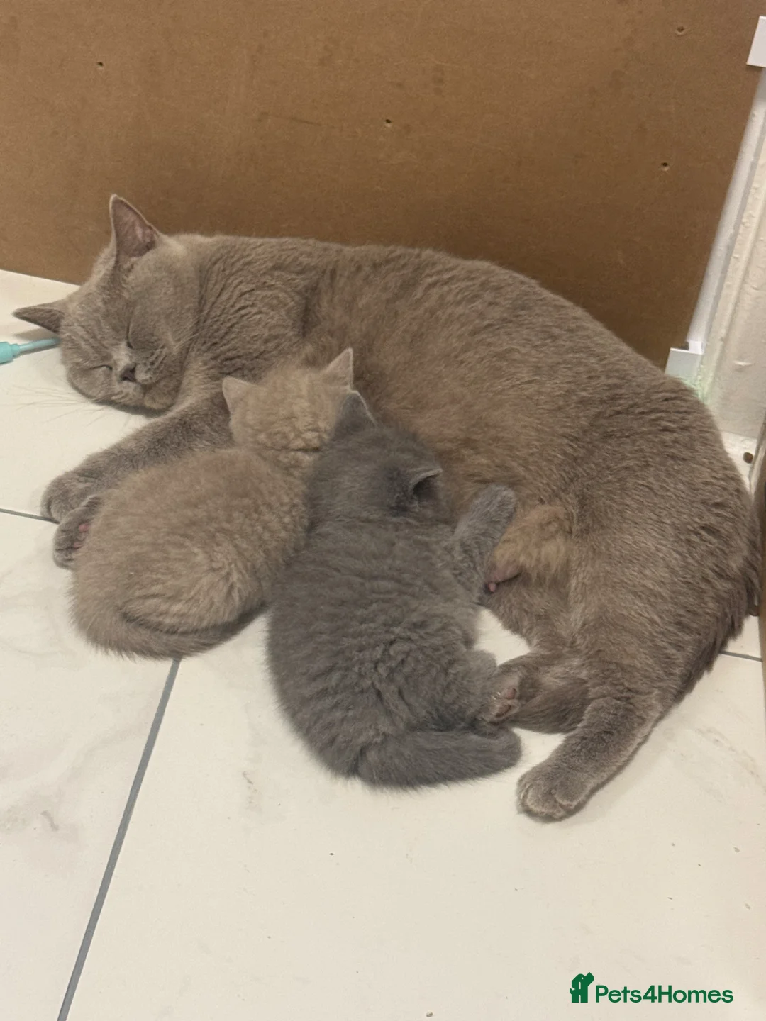 British Shorthair cats for sale: British short hair kittens  in Runcorn - Advert 2