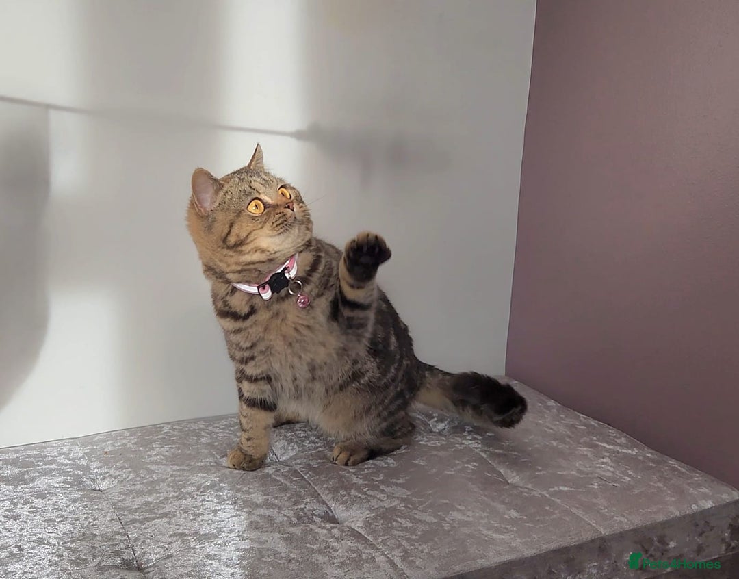 British Shorthair cats for sale: Amazing Quality Pedigree British Shorthair Kittens - Advert 24