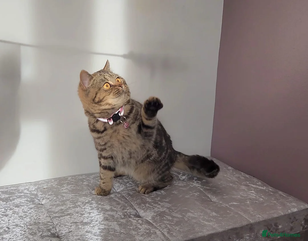 British Shorthair cats for sale: Amazing Quality Pedigree British Shorthair Kittens - Advert 18