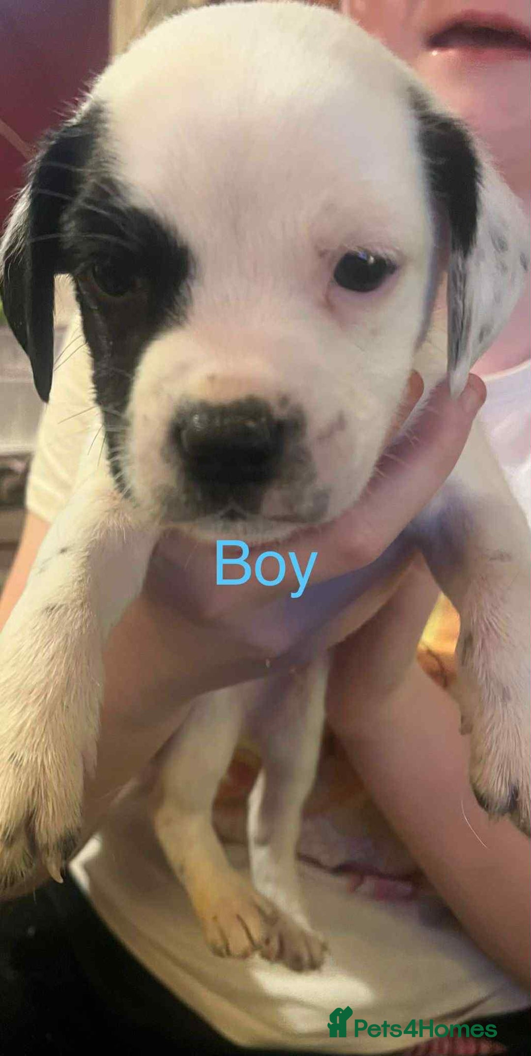 Mixed Breed dogs for sale: Adorable puppys - Advert 5