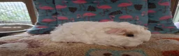 Guinea Pig rodents for sale: Baby Boars In Different Breeds  - Advert 7
