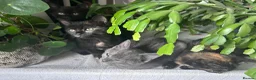 Mixed Breed cats for sale: Sweet sociable kittens - Advert 11