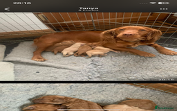 Cockapoo dogs for sale: Adorable Cockapoo puppies - Image 20