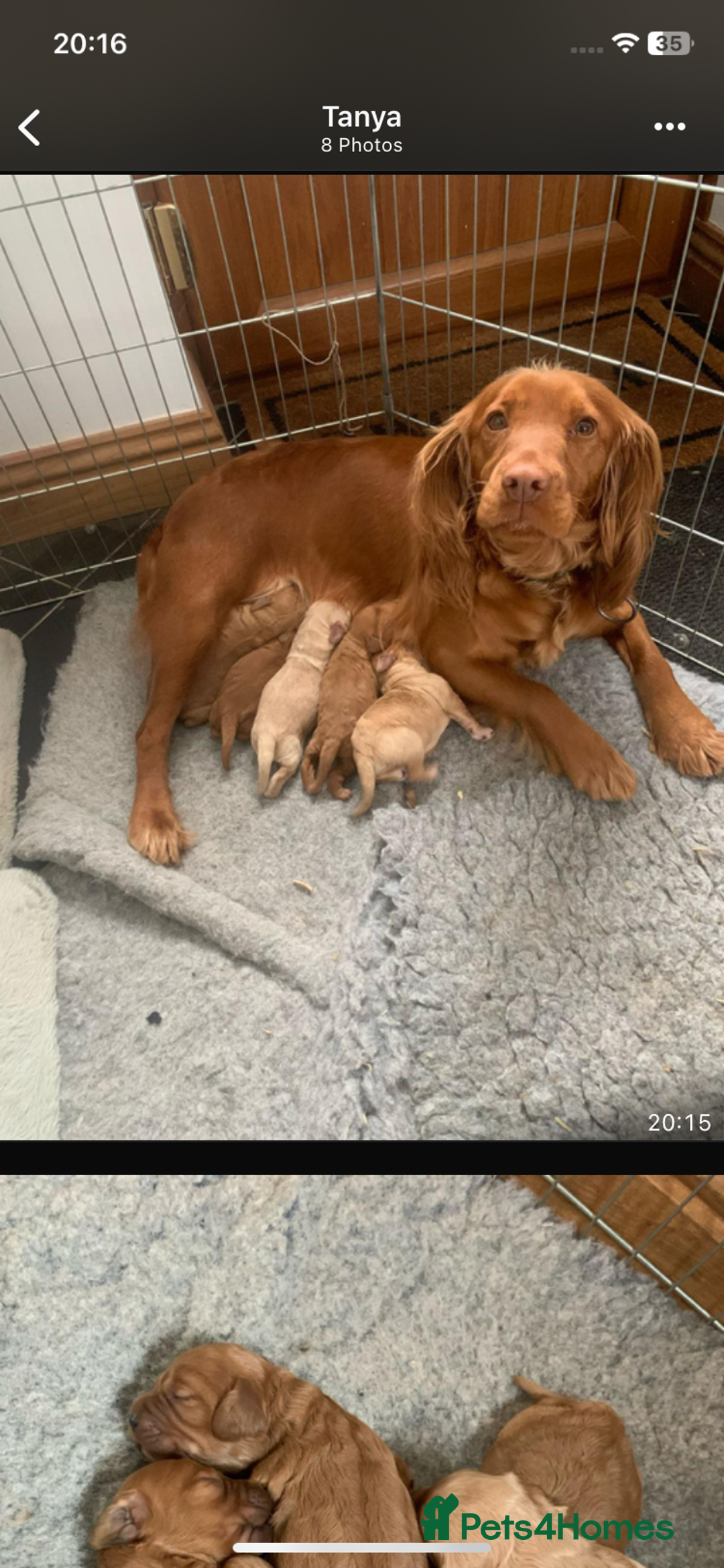 Cockapoo dogs for sale: Adorable Cockapoo puppies - Image 20