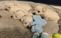 West Highland Terrier dogs for sale: Gorgeous West Highland White (Westie) Puppies - Image 23