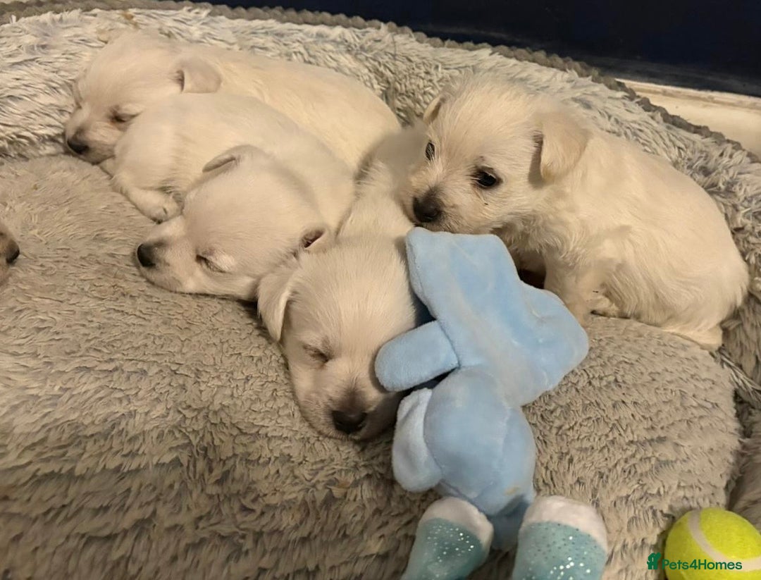 West Highland Terrier dogs for sale: Gorgeous West Highland White (Westie) Puppies - Image 23
