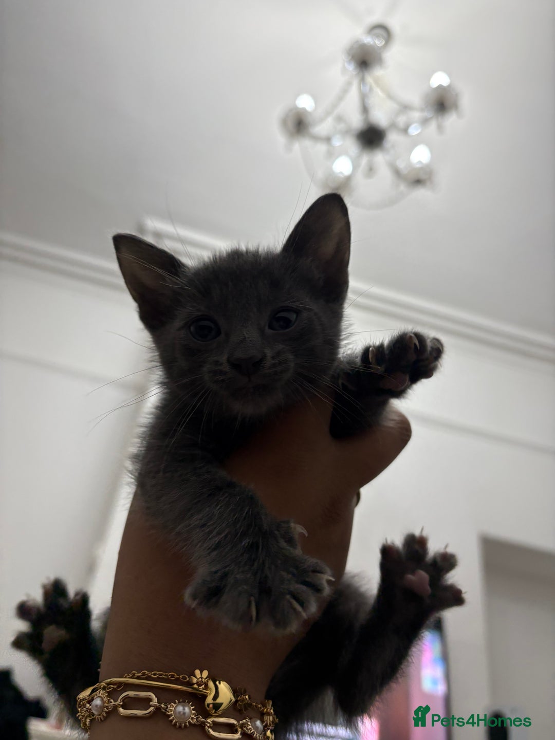 Russian Blue cats for sale: 2 Male Kittens for same  - Image 8