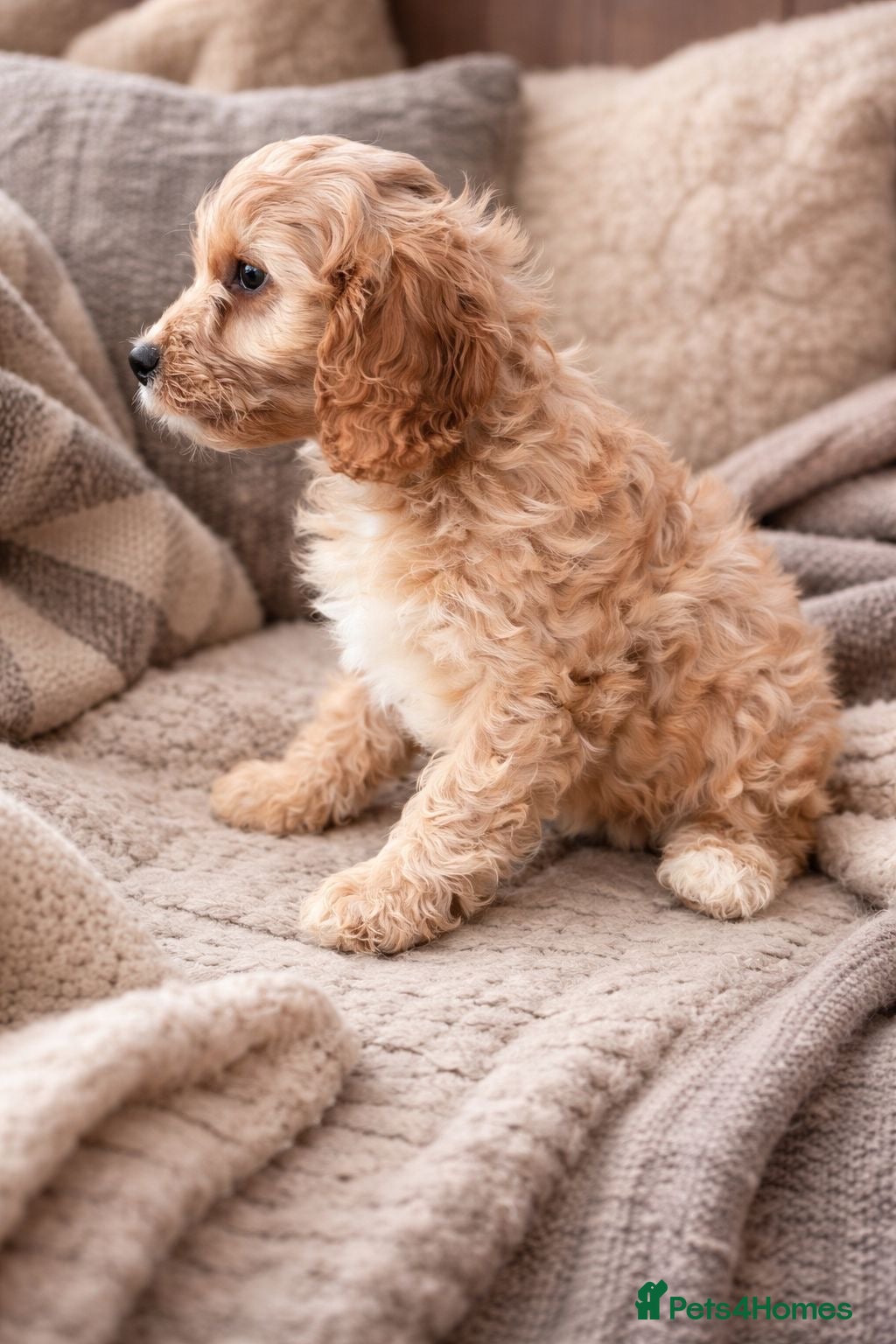 Cavapoo dogs Last female available beautiful red Cavapoo - Advert 1