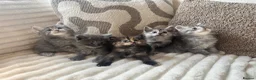 Ragcoon cats for sale: Gorgeous Mainecoon x ragdoll babies  - Advert 15