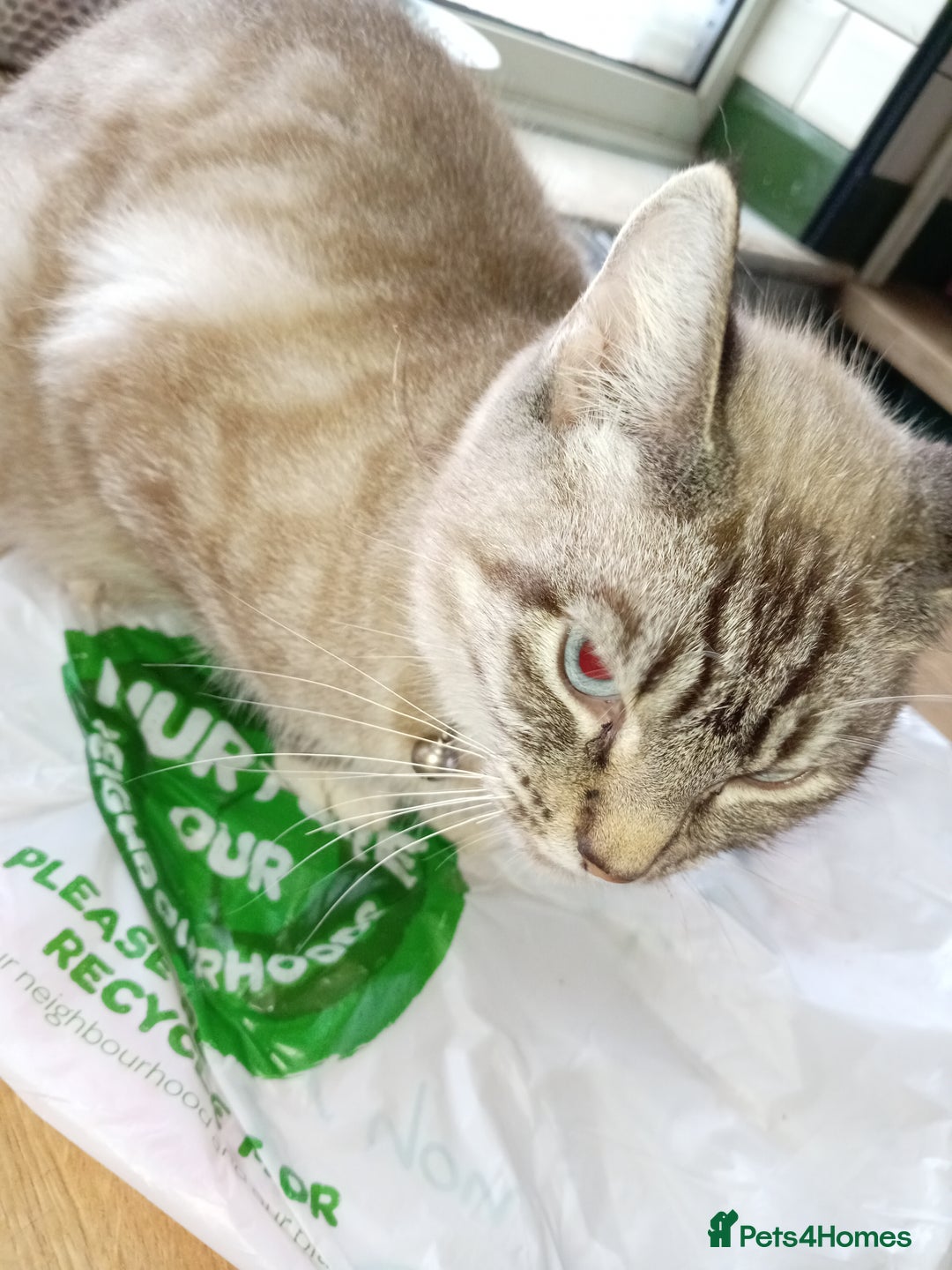 Mixed Breed cats for sale: Two female cats looking for homes  - Advert 1