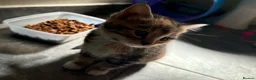 Mixed Breed cats for sale: Beautiful long haired Torbie x Bengal kittens - Advert 19