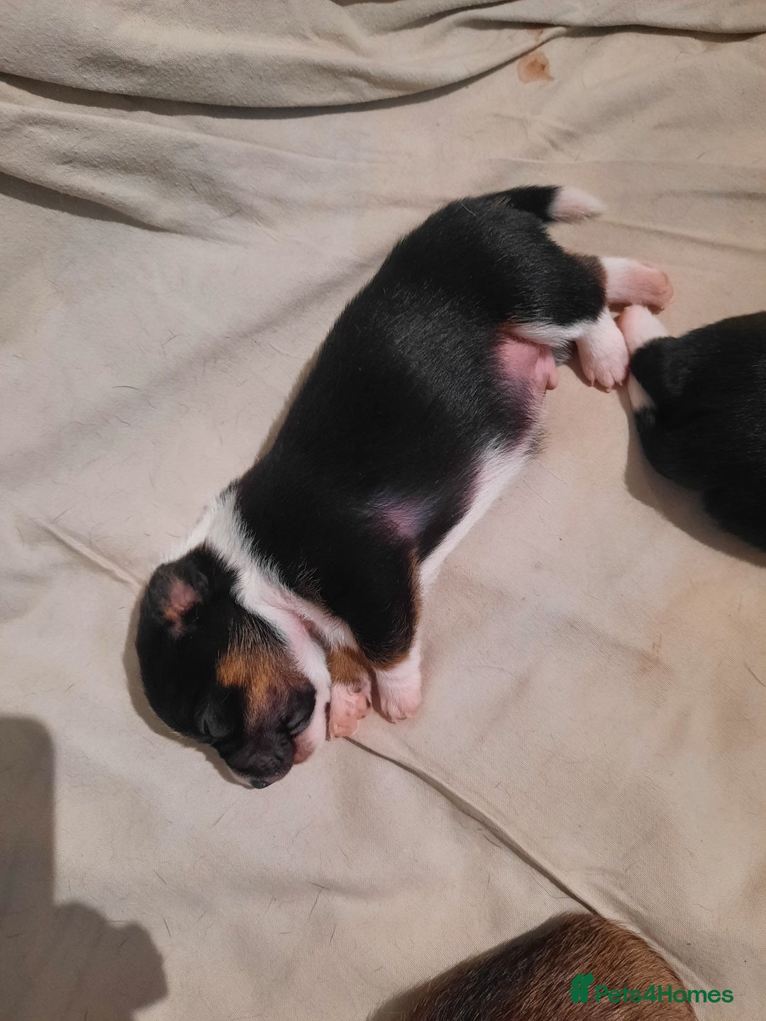 Jack Russell dogs for sale: Mini jack russells  - Image 9