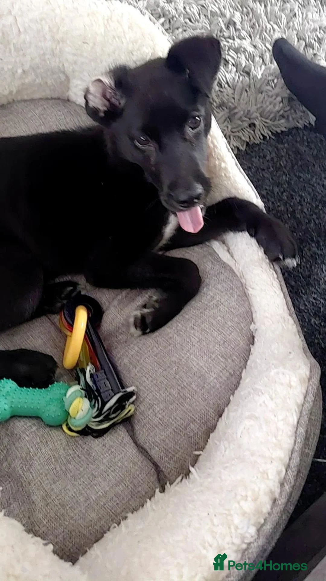 Mixed Breed dogs for sale: Labsky, moon 🌙  - Advert 2