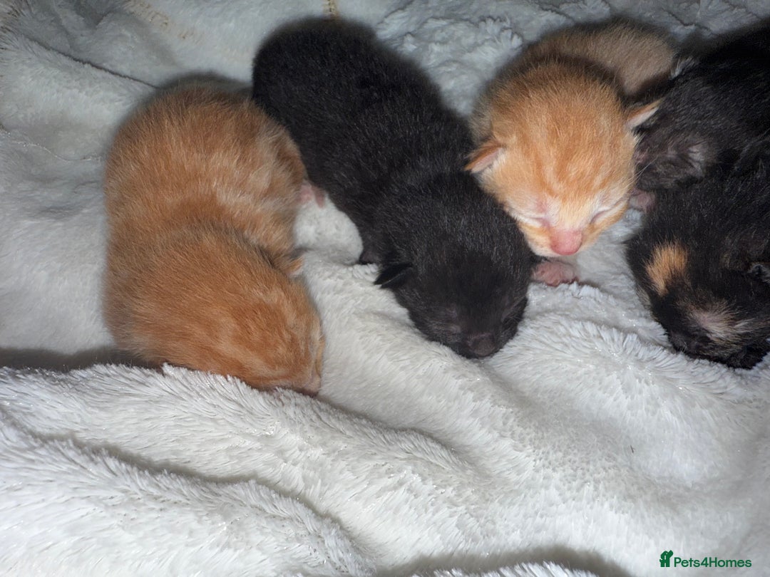 Mixed Breed cats for sale: Kittens for sale - Image 3