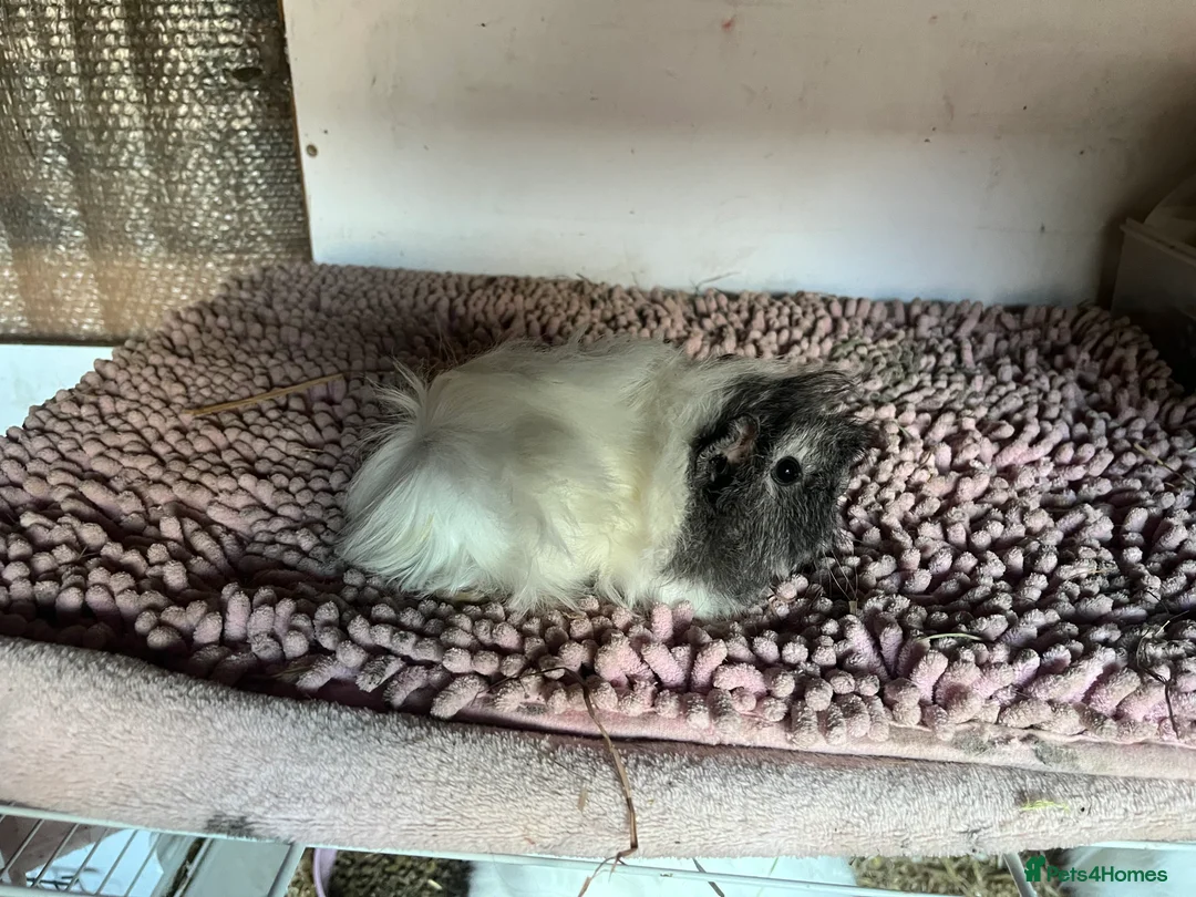Guinea Pig rodents for sale: PUREBRED PERUVIAN & ALPACA DUOS - Advert 2