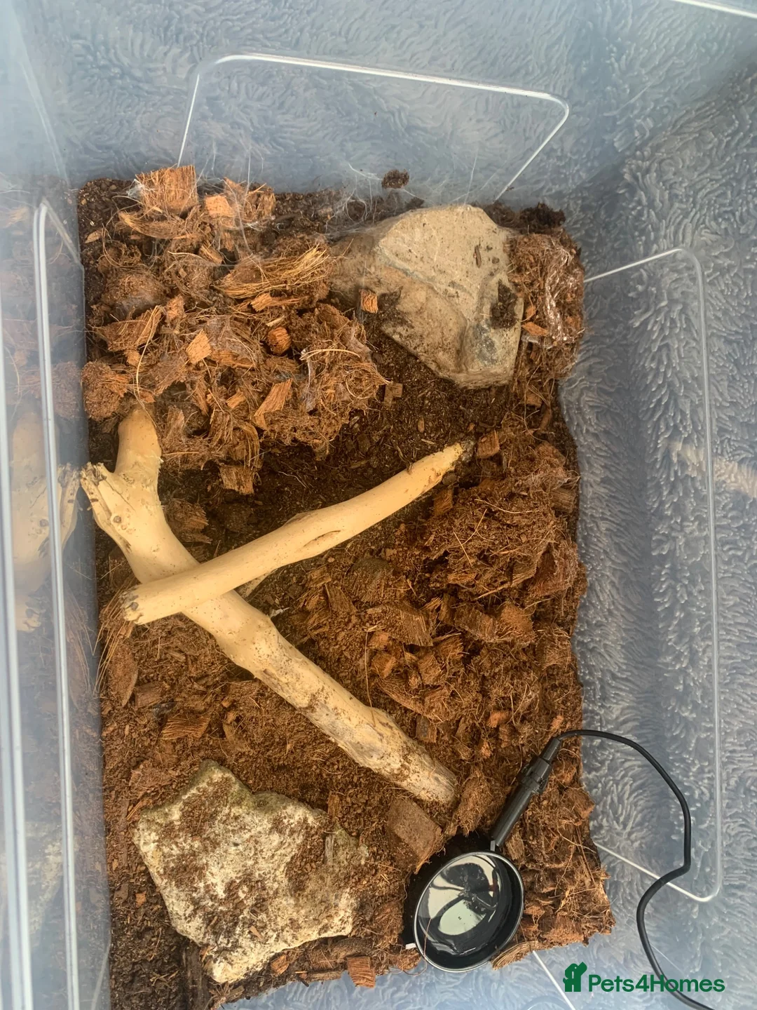 Tarantulas invertebrates for sale: 5x Monocantropus balfouri (blue baboon)  in Blackpool - Advert 2
